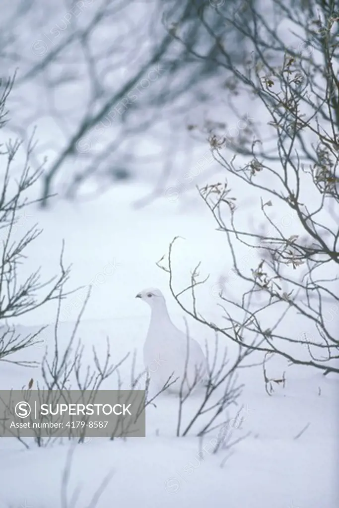 Willow Ptarmigan (Lagopus lagopus) Winter Plumage/Manitoba