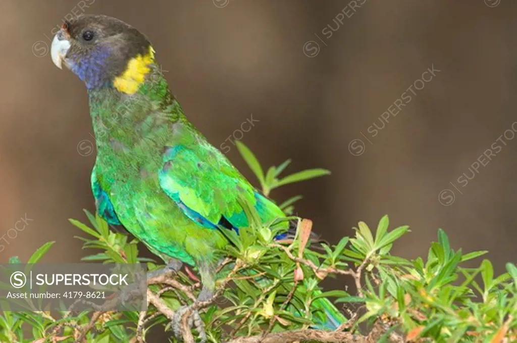 Common name: Australian Ringneck Parrot, Twenty-eight Parrot Latin name: (Barnardius zonariu Behaviour: On top of tree shrub Habitat: Forest When: December Where: Gloucester National Park, Western Australia