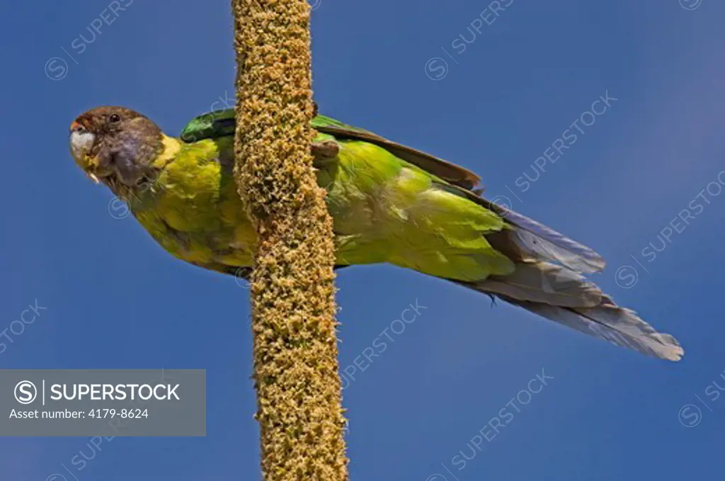 Common name: Australian Ringneck Parrot, Twenty-eight Parrot Latin name: (Barnardius zonarius) Race semitorquatus Behavior: Feeding on grasstree Habitat: Botanical area When: December Where: Rockingham, Western Australia