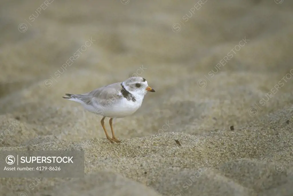 Piping Plover (Charadrius melodus) Seabrook, NH  threatened sp., New Hampshire