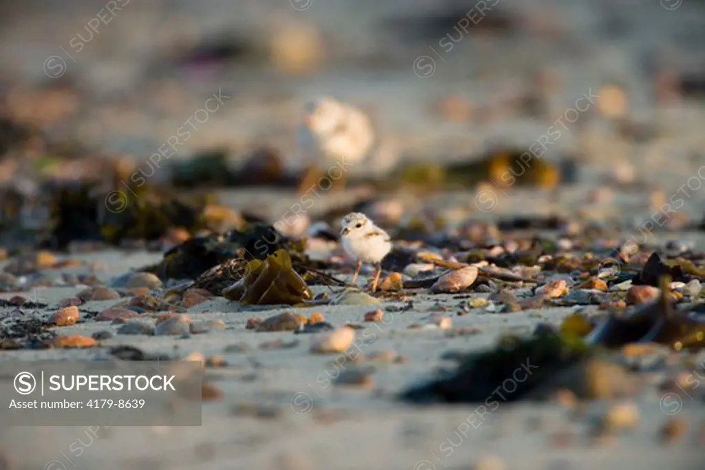 Piping Plover on the beach in Old Lyme, Connecticut, USA