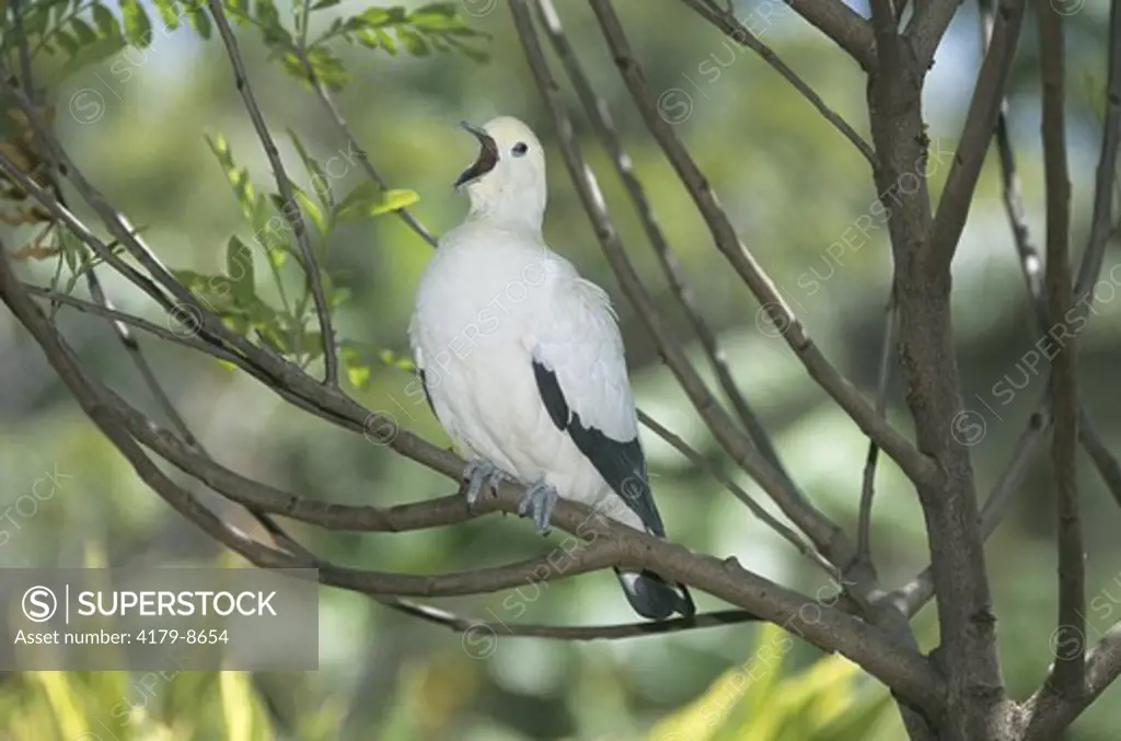 Pied Imperial Pigeon yawning (Ducula bicolor), from SE Asia, Metro Zoo, FL