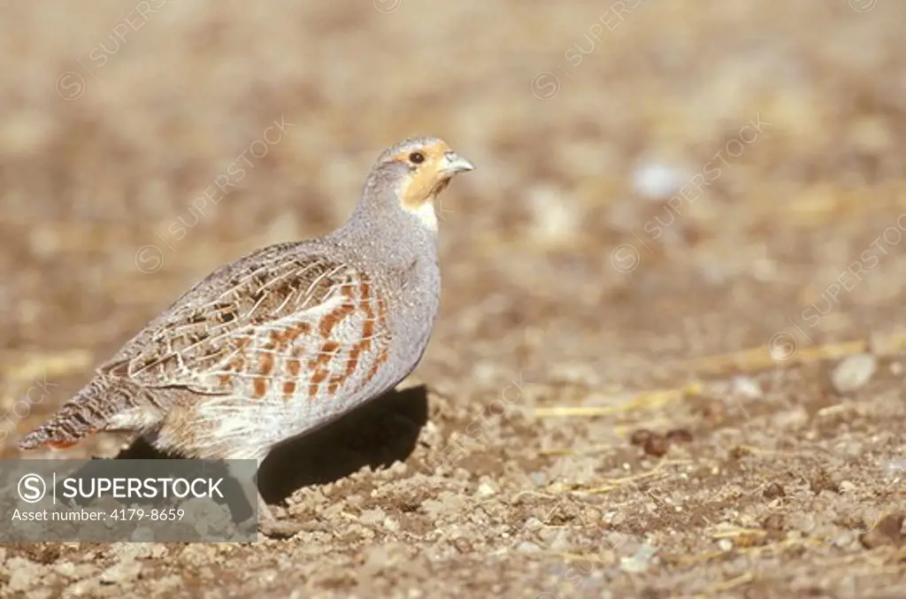 Gray Partridge (Perdix perdix), MT