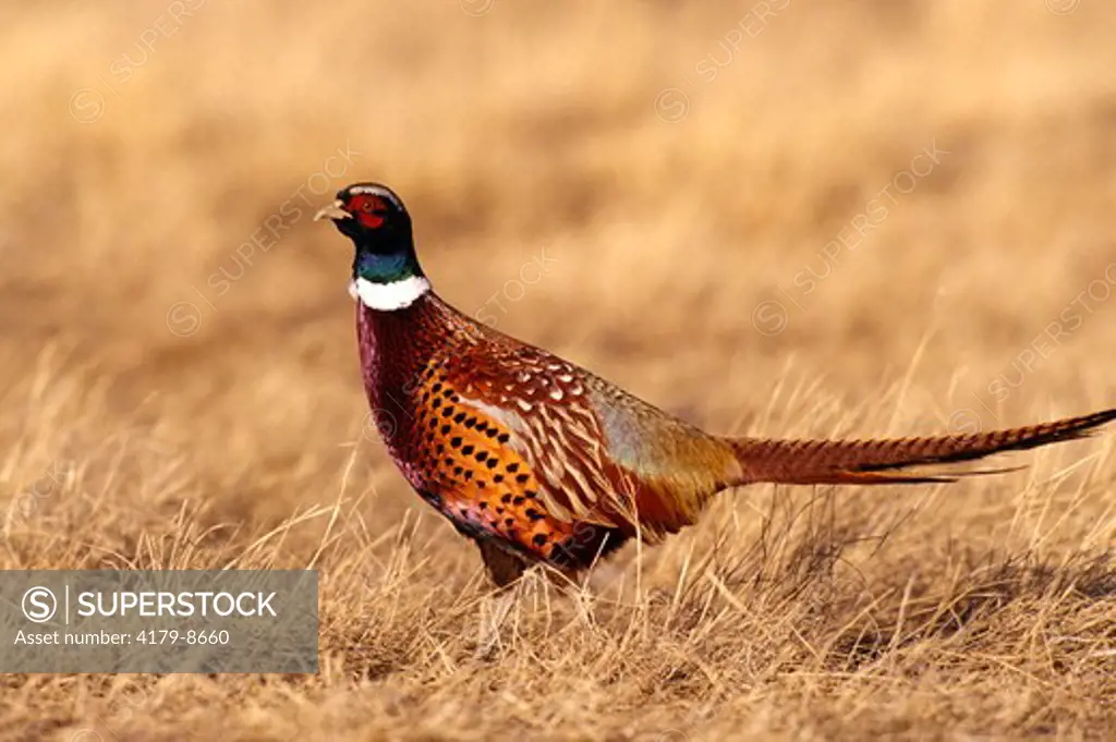 Male Ring-necked Pheasant (Phasianus colchicus), MT