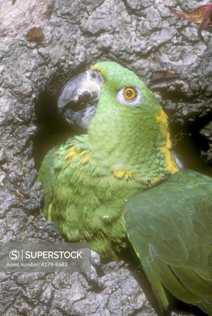 Yellow Nape Amazon Parrot