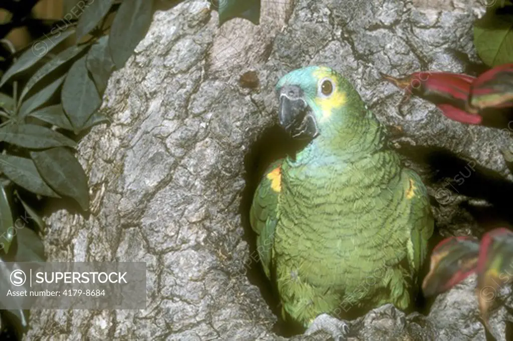 Yellow Naped Parrot