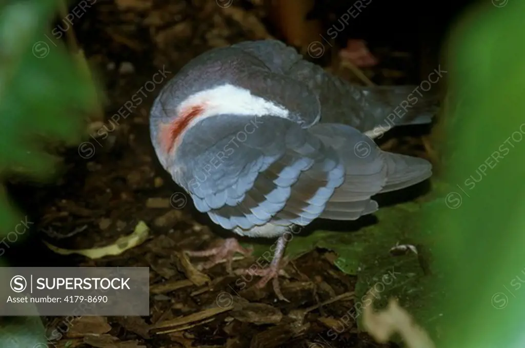 Luzon Bleeding Heart Pigeon (Galliculumba luconica) Philippines