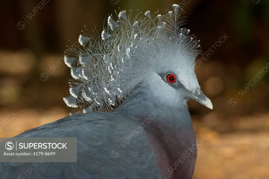 Victoria Crowned Pigeon (Goura victoria) New Guinea San Diego Zoo, CA