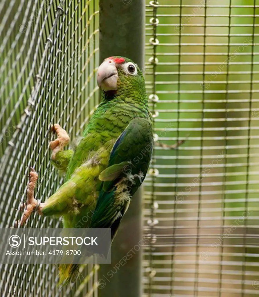 Juvenile Puerto Rican Parrot for future Release, (Amazona vittata) Rio Abajo Aviary Recovery project, Endangered species