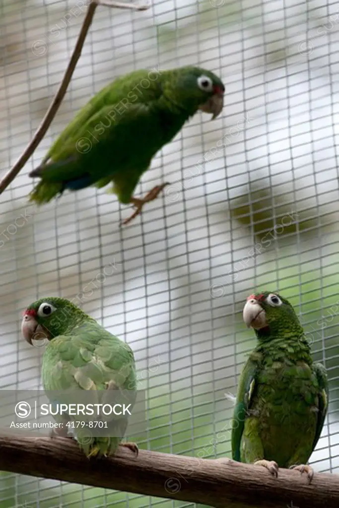 Juvenile Puerto Rican Parrots for future Release, (Amazona vittata) Rio Abajo Aviary Recovery project, Endangered species