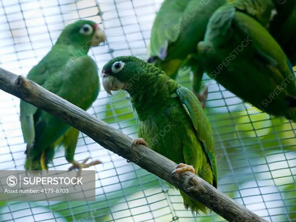 Juvenile Puerto Rican Parrots for future Release, (Amazona vittata) Rio Abajo Aviary Recovery project, Endangered species