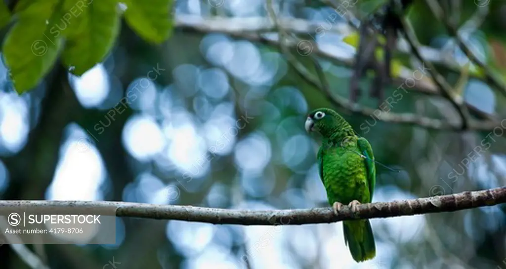 Wild Puerto Rican Parrot in Rio Abajo Forest, (Amazona vittata) Puerto Rico Endangered Species,  Recovery Project