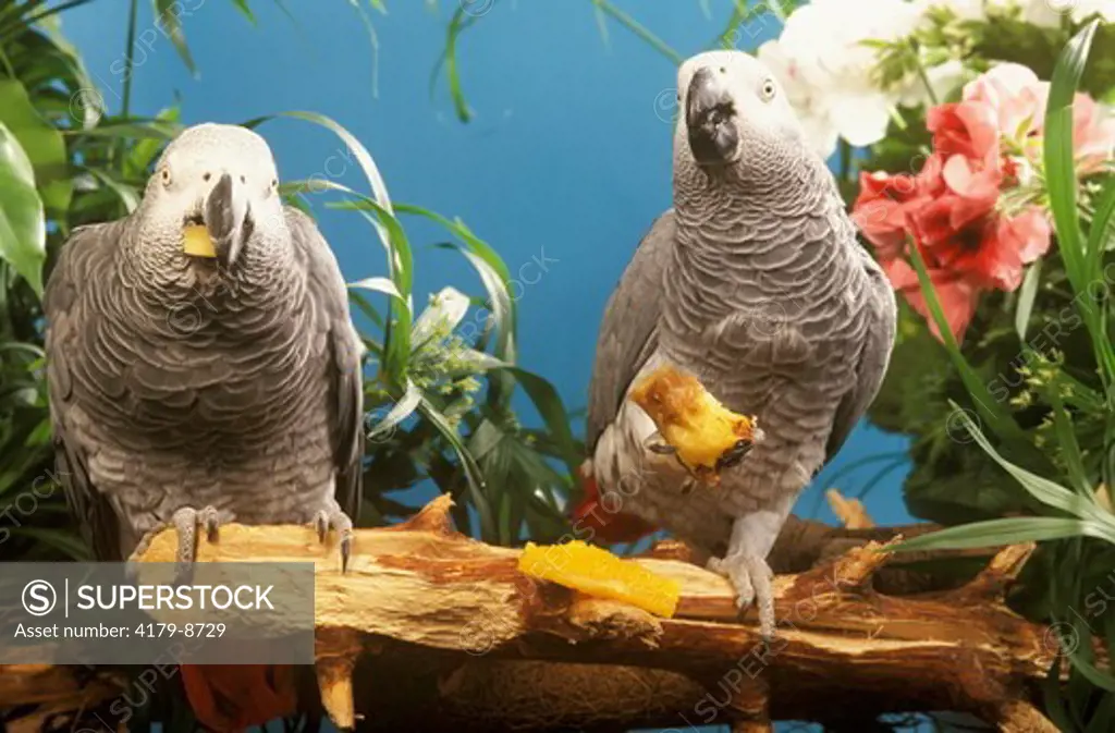2 African Gray Parrots feeding