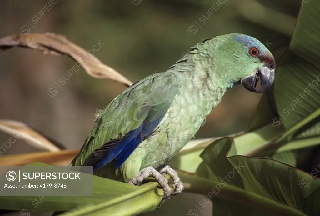 Festive Parrot (Amazona festiva) Para, Brazil