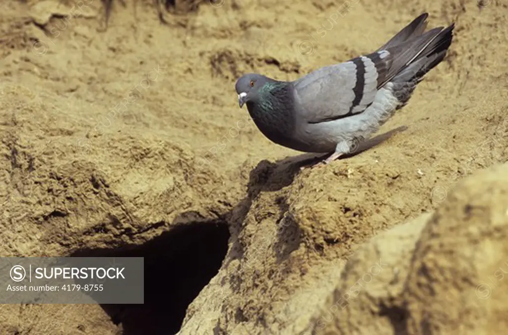 Pigeon or Rock Dove beside Nest Cavity in Cliff, La Jolla Cove, California