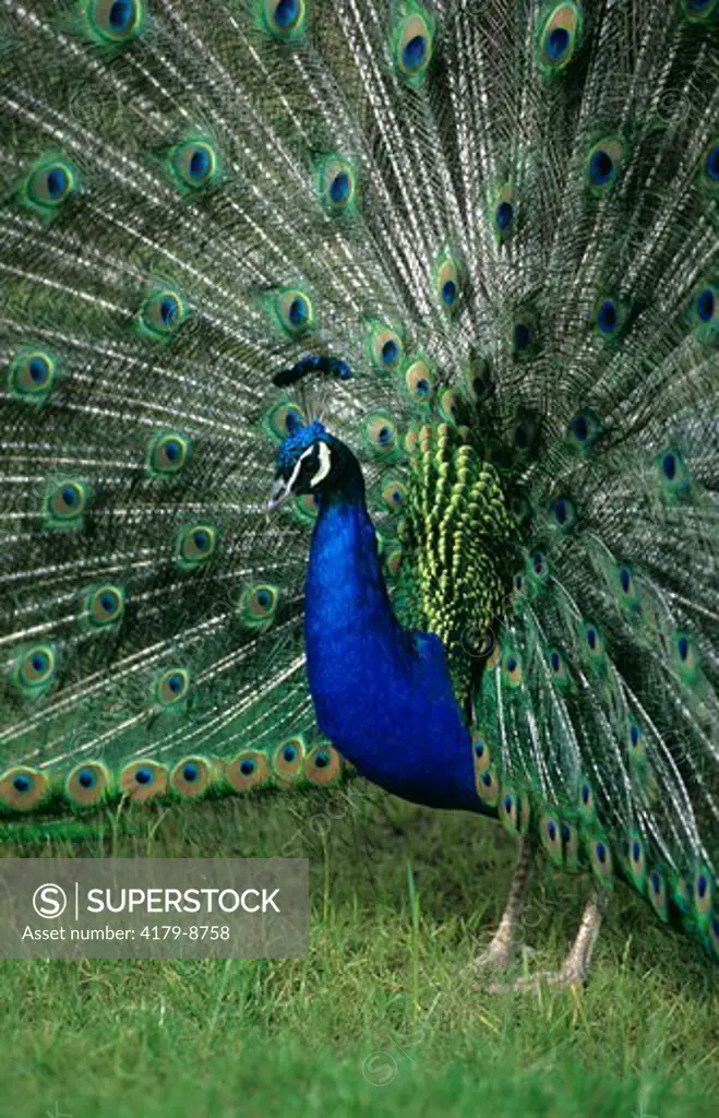Indian Peacock (Pavo cristatus)