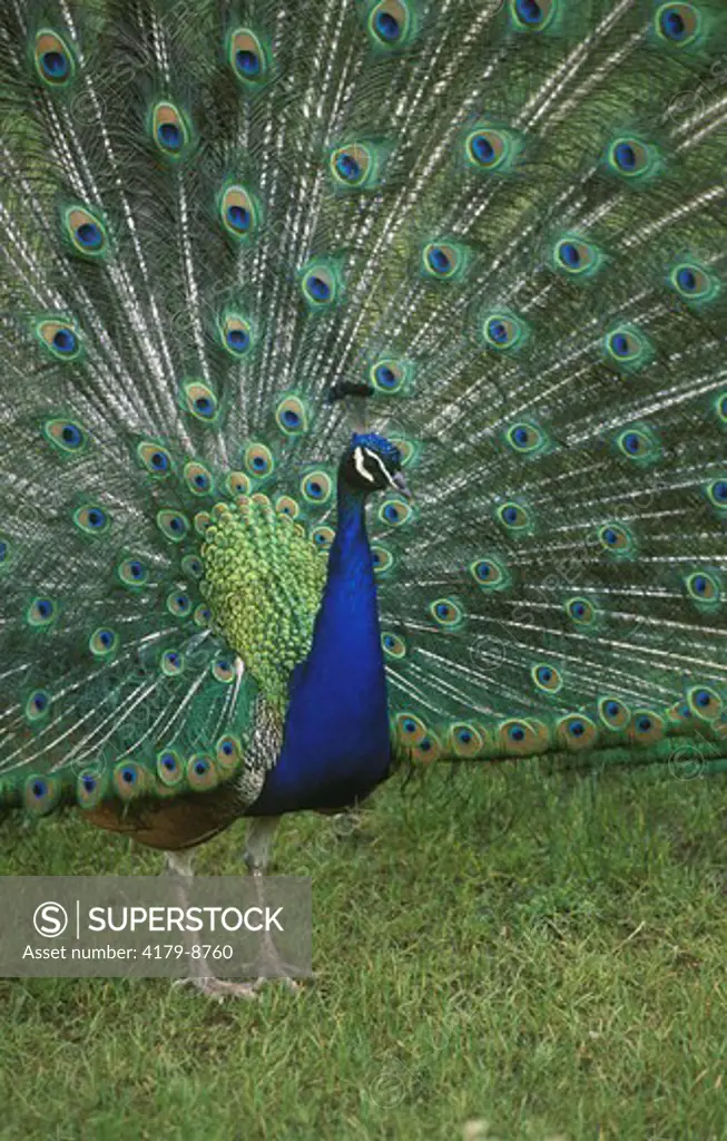 Peacock displaying (Pavo cristatus)