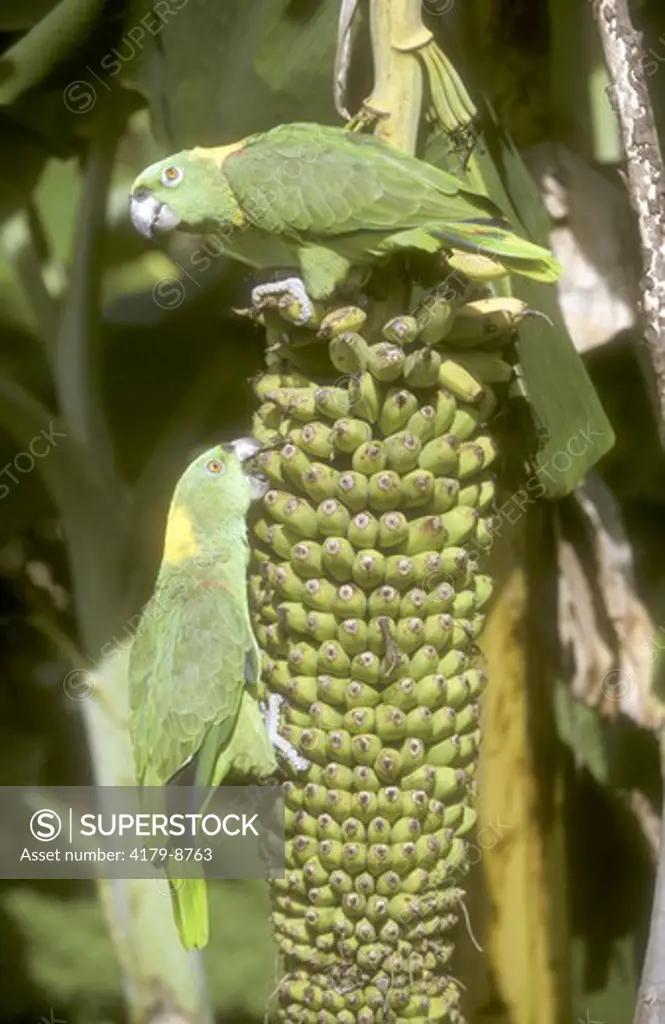 Yellow-naped Amazon Parrot (Amazona auropalliata), Honduras