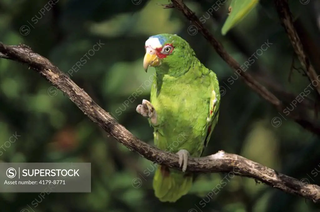 White-fronted Amazon Parrot (Amazona albifrons), Honduras