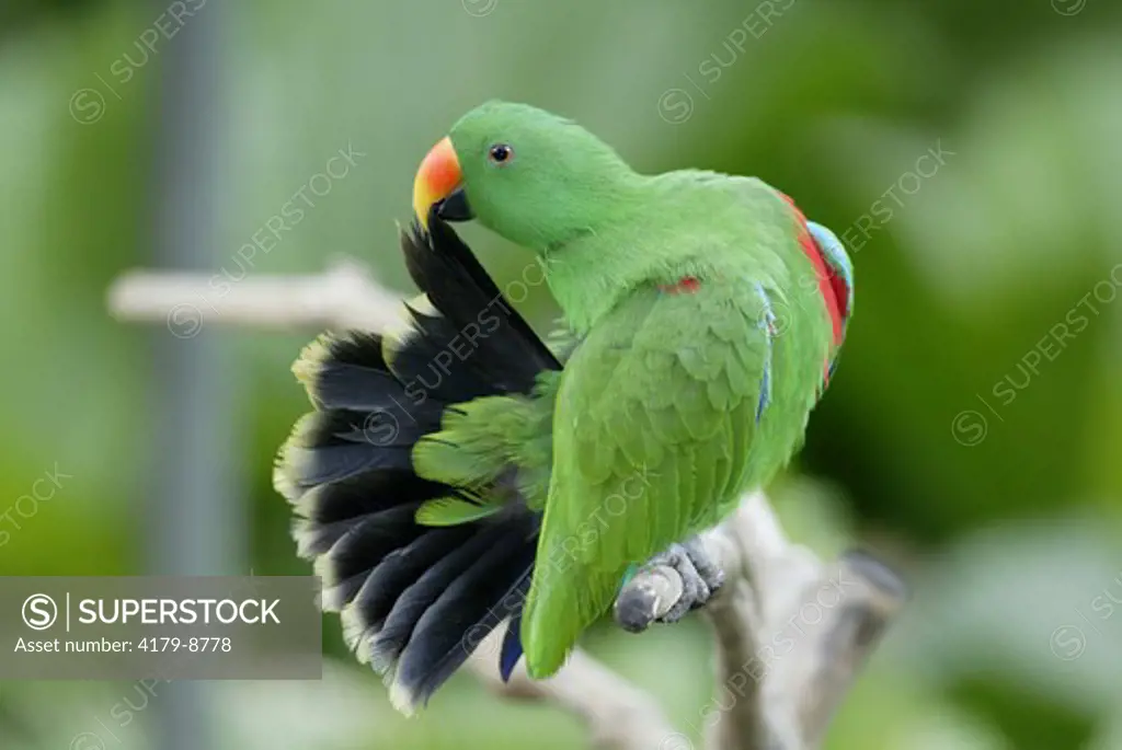 Eclectus Parrot (Eclectus roratus), adult male preening, Singapore