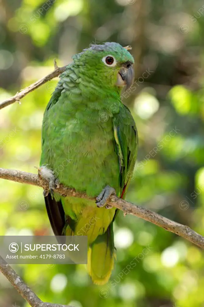 Mealy Amazon Parrot (Amazona farinosa), Roatan, Honduras