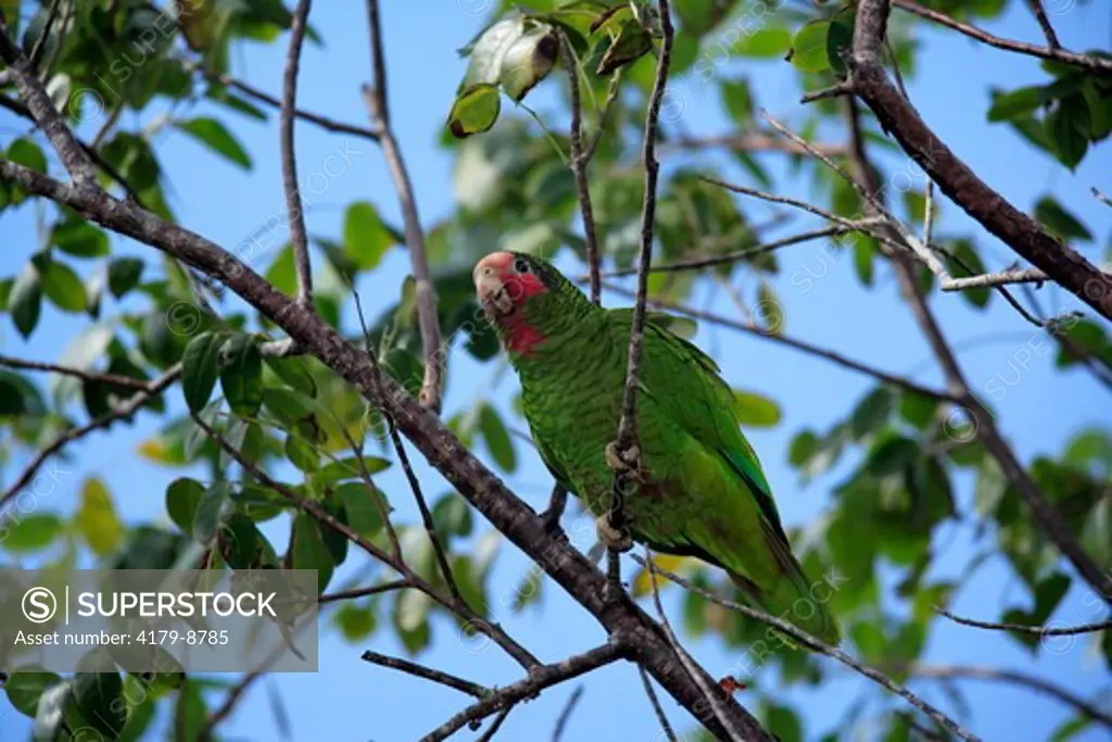 Grand Cayman Parrot, a Rose Throated Amazon Parrot (Amazona leucocephala caymanensis) Cayman Islands, Grand Cayman