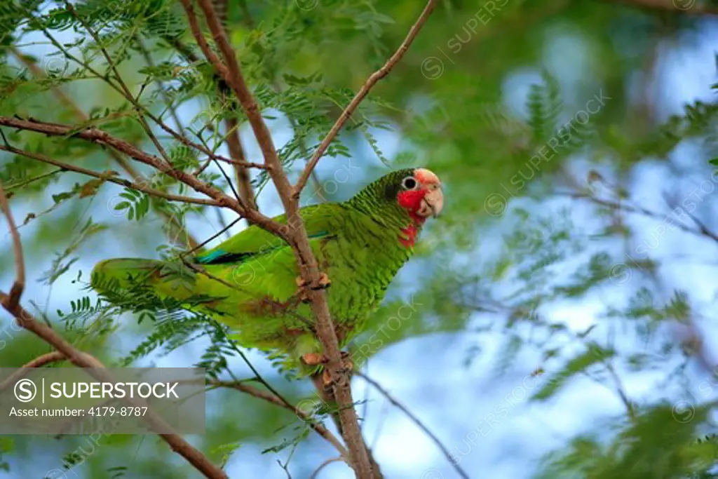 Rose Throated Amazon Parrot (Amazona leucocephala caymanensis) Grand Cayman, Cayman Islands