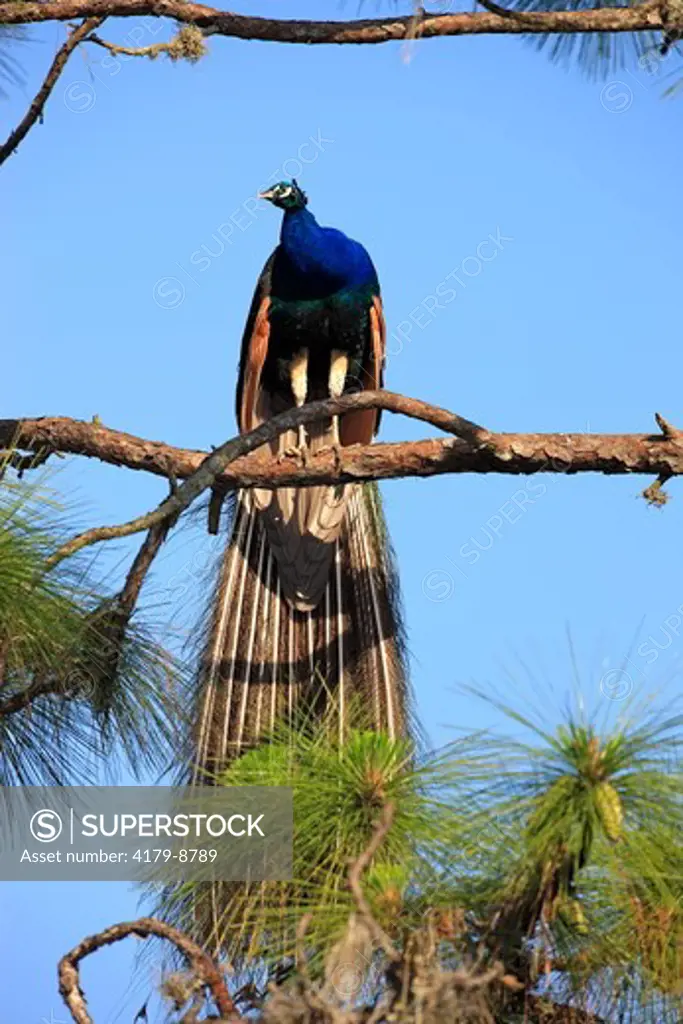 Peafowl (Pavo cristatus) Orlando, Florida, USA, adult male on tree