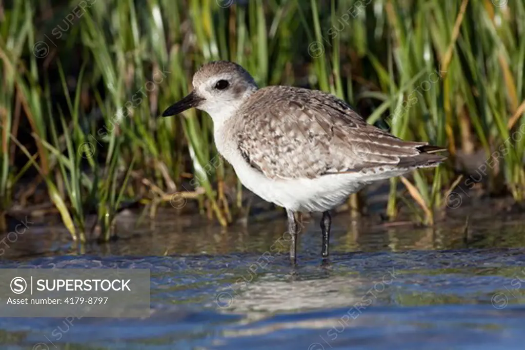 Black-bellied Plover (Pluvialis squatarola), winter plumage, standing by salt grass on tidal flat; Tampa Bay, Florida USA