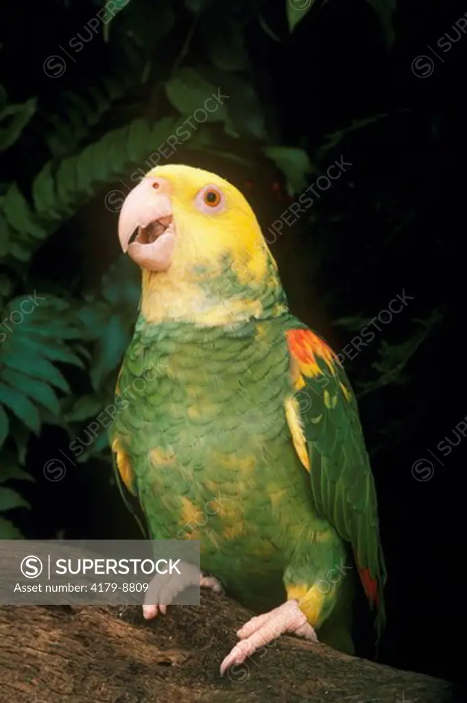 Double Yellow-headed Amazon Parrot (Amazona ochrocephala oratrix), IC, Range: West Coast of Mexico, Busch Gardens, FL