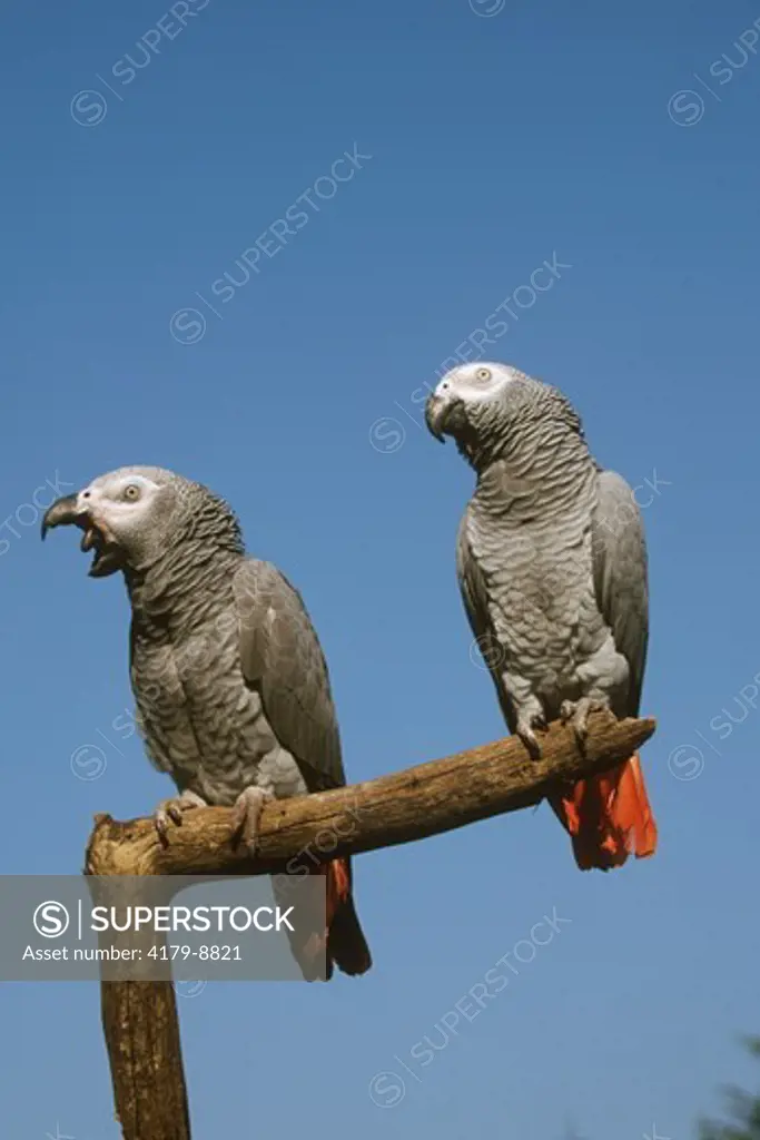 Gray Parrot (Psittacus e. erithacus), pair, one yawning