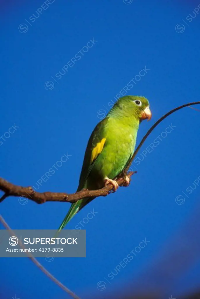 Canary-winged Parakeet (Brotogeris versicolorus), wild, Pantanal, Brazil, July
