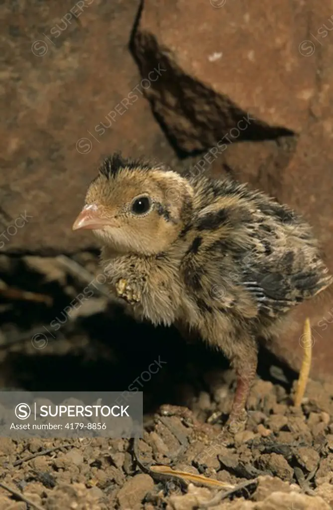 Gambel's Quail Chick (Callipepla gambelii)