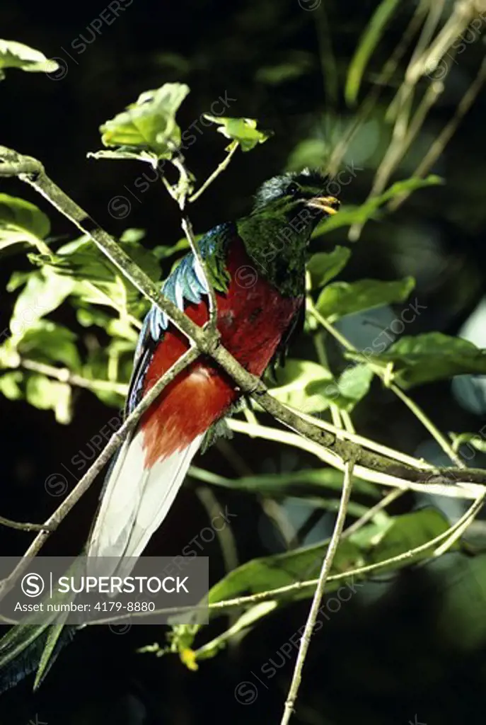 Resplendent Quetzal (Pharomachrus mocinno) Monteverde, Costa Rica