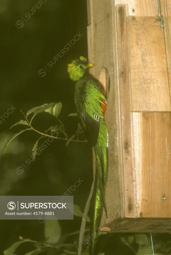 Resplendent Quetzal at nest box (Pharomachrus mocinno) Monteverde Costa Rica
