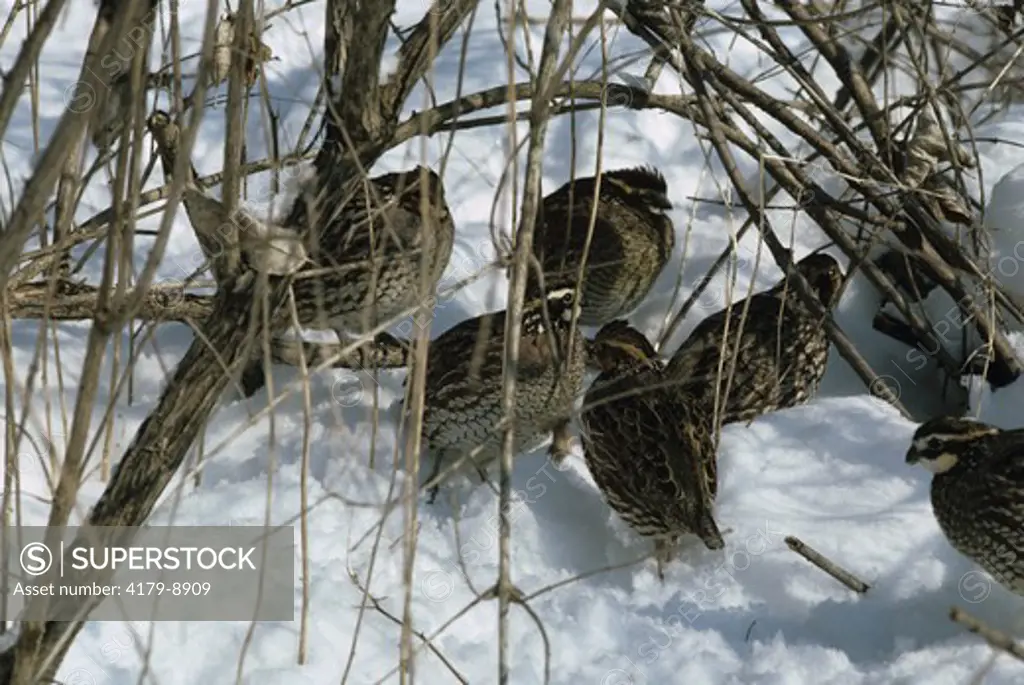 Bobwhite quail group together in winter