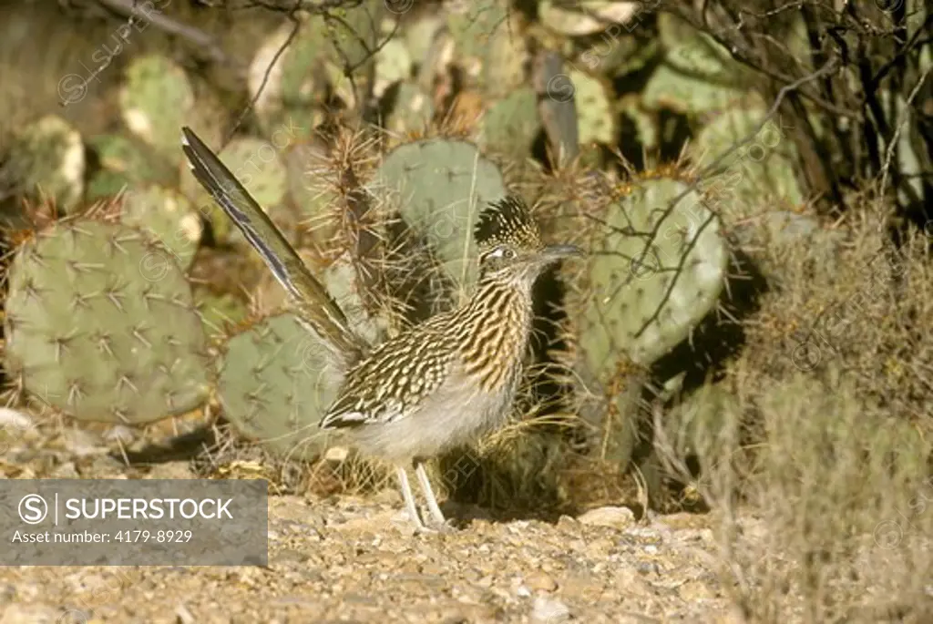 Roadrunner (Geococcyx californianus) Arizona