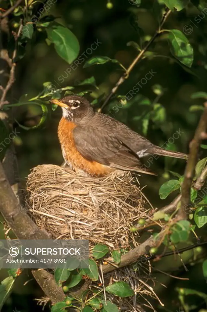 American Robin on Nest in Crabapple Tree (Turdus migratorius), Marion Co., IL, Illinois