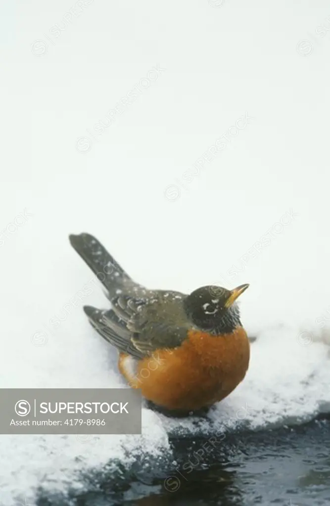 American Robin at Bird Bath in Winter (Turdus migratorius) Marion Co. IL Illinois