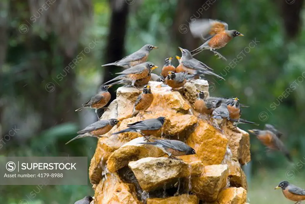 Migrating American Robins (Turdus migratorius) drinking from fountain, Fort DeSoto Park, Pinellas Co, FL, Florida