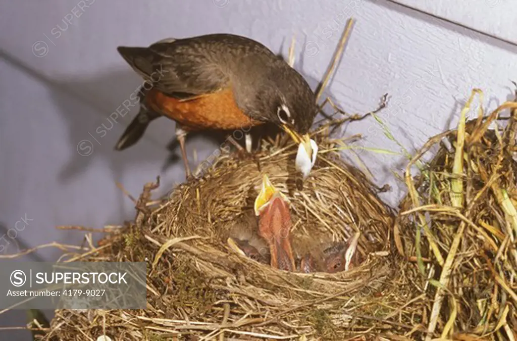 Robin (Turdus migratorius), removes fecal Sac from Nest, Discovery Bay, Washington