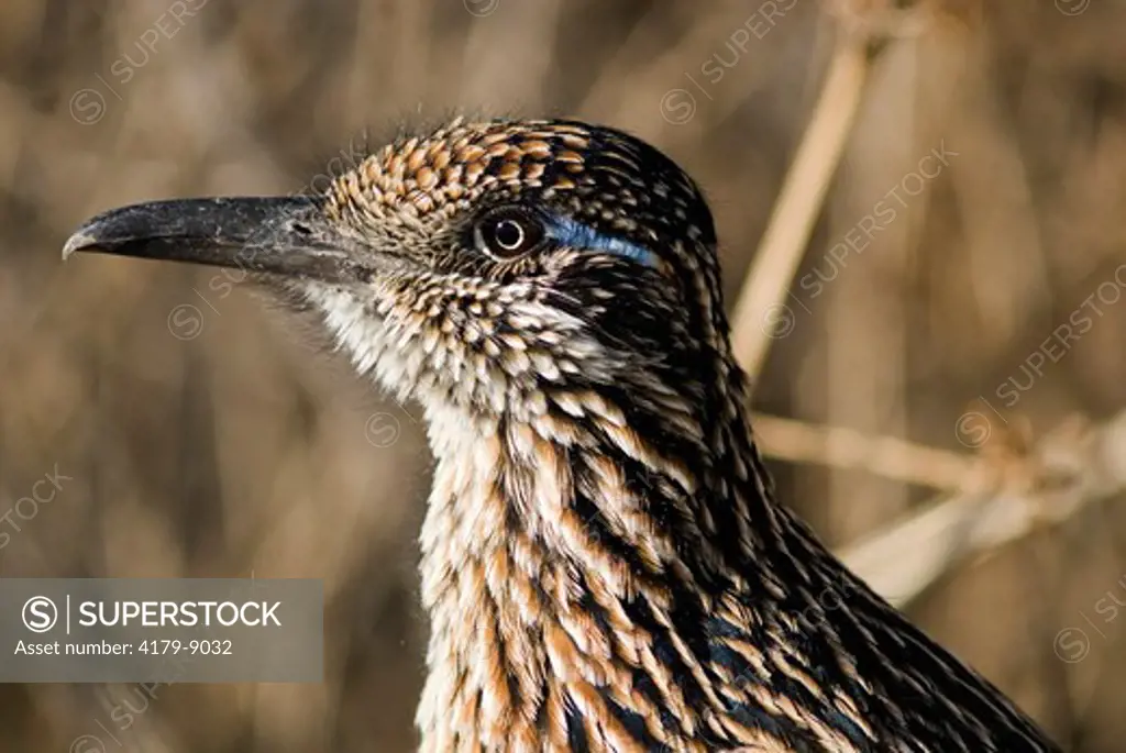 Greater Roadrunner, Geococcyx californianus, Bosque del Apache NWR, NM, Dec 2006