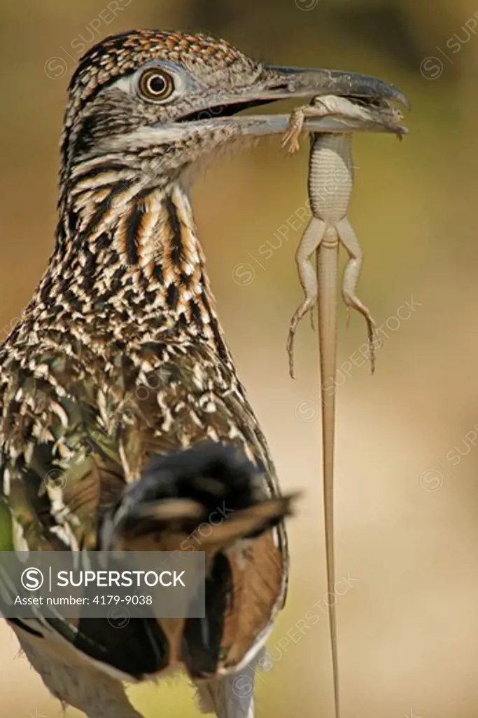 Greater Roadrunner (Geococcyx californianus) with Whiptail Lizard.  Hidalgo County, TX
