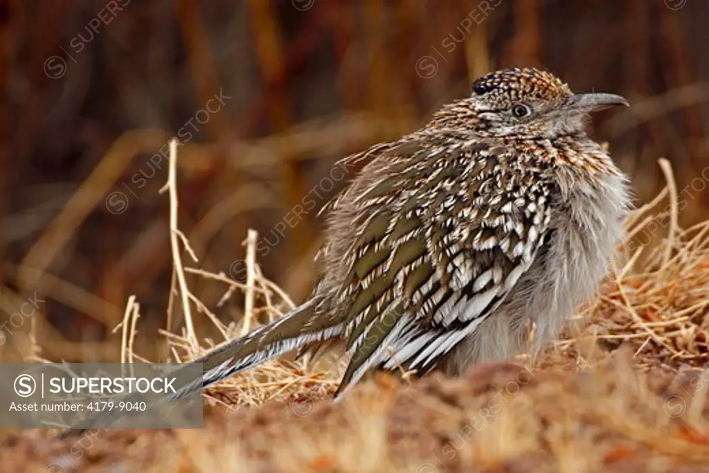 Greater roadrunner (Geococcyx californianus) fluffed up against the cold, Bosque del Apache National Wildlife Refuge, NM