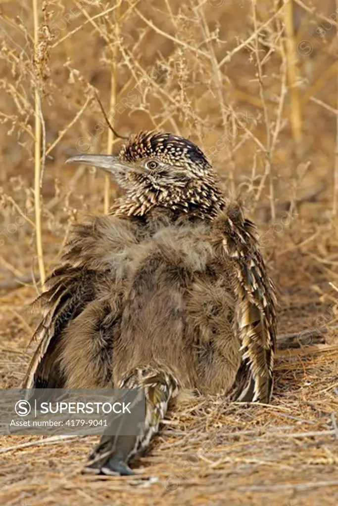 Greater Roadrunner (Geococcyx californianus) with feathers spread to absorb solar radiation, Bosque del Apache National Wildlife Refuge, NM