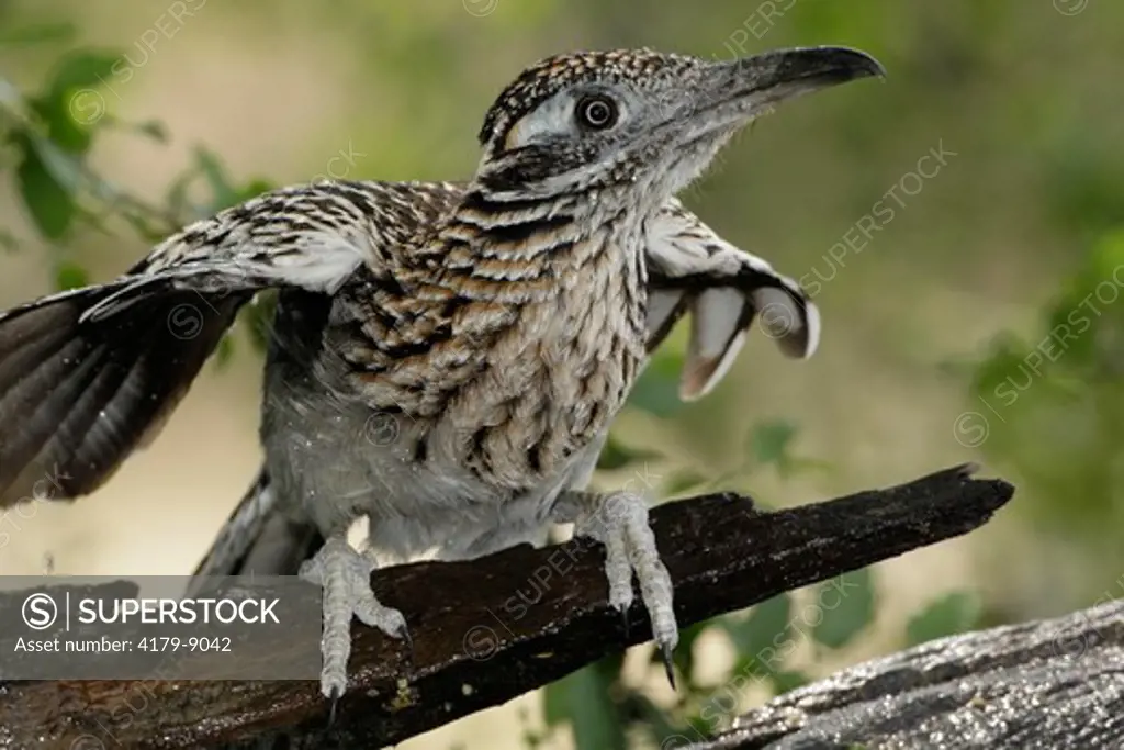 Greater Roadrunner (Geococcyx californianus) enjoying a cool shower on a hot day, McMullen County, TX