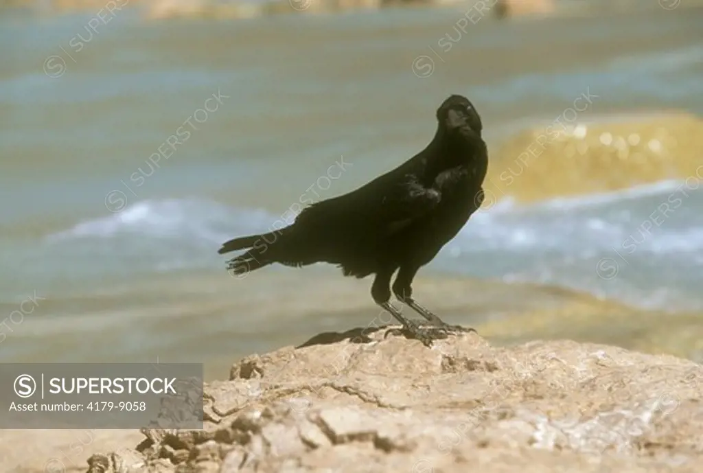 Raven (Corvus corax) with eyes closed, Grand Canyon N.P. AZ