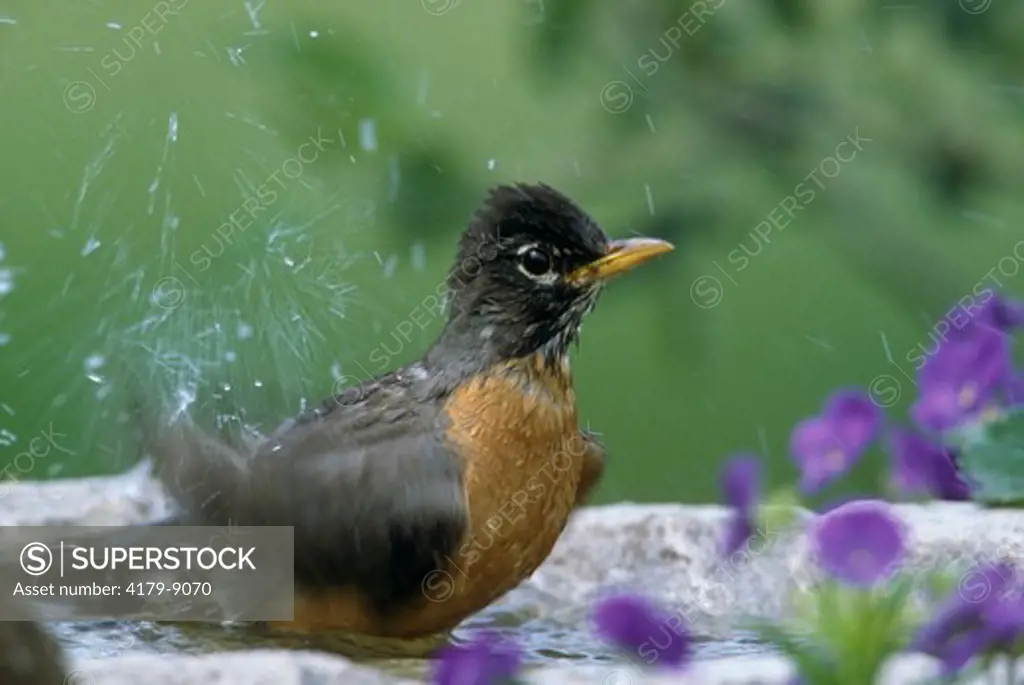 Robin bathing (turdus migratorius), Bozeman, Montana