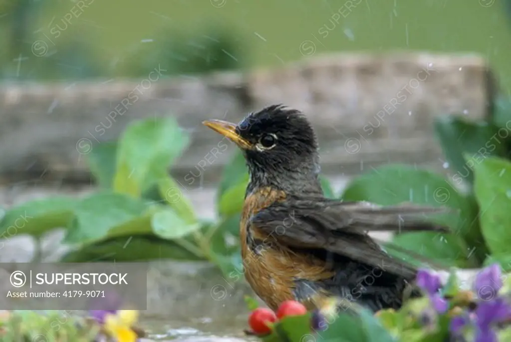 Robin bathing (turdus migratorius), Bozeman, Montana