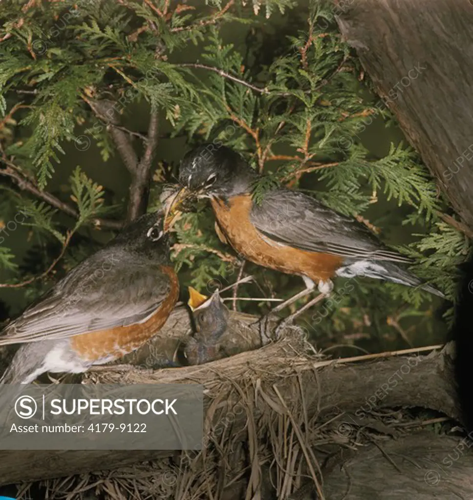 American Robins  (Turdus migratorius) Ontario